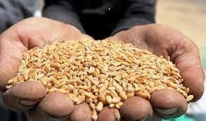 ئه‌ڤ ساله‌ دێ حه‌فت هزار و 400 ته‌نێن توڤێ گه‌نمى هێنه‌ به‌لاڤكرن