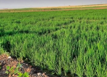 ل به‌رده‌ره‌شێ نێزیكى حه‌فت هزار دونه‌مێن زه‌ڤییان برنج لێ هاتییه‌ چاندن