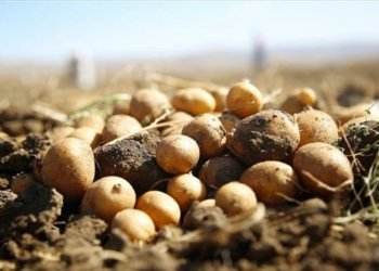 به‌رهه‌مێ ئه‌ڤ ساله‌ یێ پتاتان ل سنوورێ دهۆكێ پتر ژ 120 هزار ته‌نایه‌