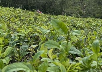 500 جۆرێن چایێ ل سریلانکا دهێنه‌ به‌رهه‌م ئینان