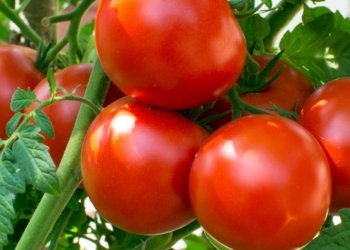 وەزارەتا چاندنێ: قەدەغەیا ئینانا خيار و باجانسوركان هاته‌ درێژ کرن