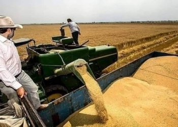 پەیڤدارێ وەزارەتا چاندنێ: ل ھەیڤا بهێت دێ تۆڤێ گەنمی ھێتە بەلاڤکرن