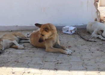 جهه‌ك ژ بۆ ڤەحواندنا گیانەوەرێن بەرەلا دێ هێتە دروستكرن