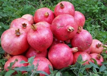 ئه‌ڤ ساله‌ هنارێن هه‌له‌بجه‌ دێ گه‌هنه‌ ئیماراتێ