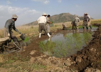 عیراقێ پلانا چاندنێ یا وه‌رزێ زڤستانێ راگه‌هاند