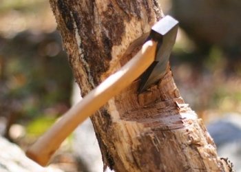 وه‌زاره‌تا چاندنێ : هه‌ر كه‌سه‌كێ دارا ببریت دێ هێته‌ گرتن