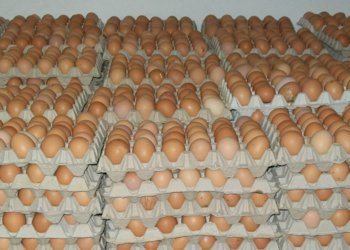 هه‌رێما كوردستانێ ڕۆژانە پتر ژ 5 ملیۆن هێكان به‌رهه‌مدئینیت