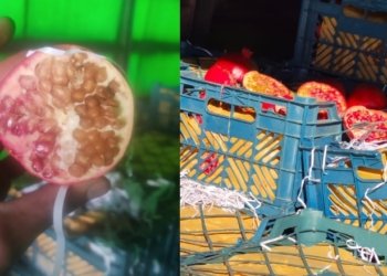 زێدەتر ژ 13 تەنێن هناران بۆ ئیرانێ هاتنە ڤەگەراندن