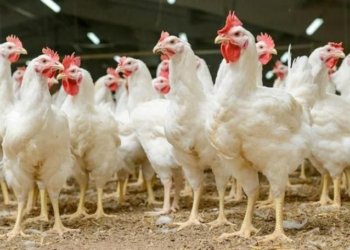 سالانه‌ 93 هزار ته‌نێن به‌رهه‌مێ گوشتێ مریشكێ بۆ ژ ده‌رڤه‌ دهێنه‌ هنارتن