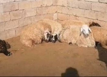 ژ ئەگەرەکێ نەدیار 30 سەرێن پەزی مرن و 25 ژی برینداربوون