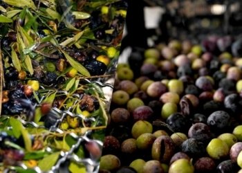 رۆژانە ل هەرێما کوردستانێ 110 ته‌نێن زەیتا زەیتوونان دهێنه‌ به‌رهه‌مئینان