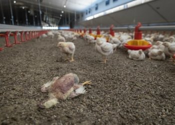 ژ ئەگەرێ ئاریشا کارەبێ نێزیکی 40 هزار چیچەلۆکێن مریشکا مرینە