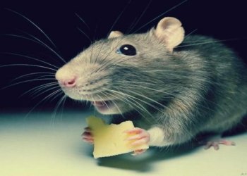 بزانه‌ ژییێ وی چه‌نده‌ و ناڤێ وی دێ چیته‌ د فه‌رهه‌نگا گینیس دا؟