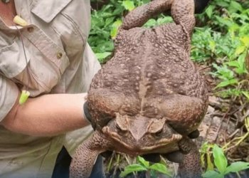 مه‌زنترین به‌ق ل‌ ئوسترالییا هاته‌ دیتن‌