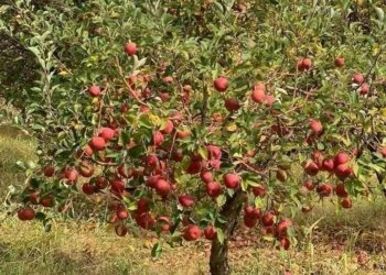 كۆمپانی یێن ماجد ئه‌لفه‌تیم دێ سێڤێن به‌روارییان كرن