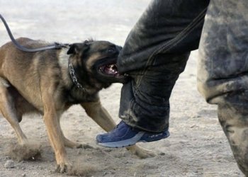 ئەرێ راستە گیانەوەر بەری مرۆڤی ھەست ب ئەردھەژێ دکەن