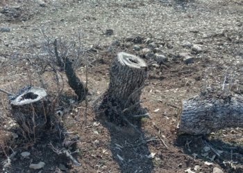 ئه‌ڤ سـالـه‌ 11 كــه‌س سه‌را بڕینا داران و تێكدانـا ژینگــه‌هێ هــاتینه‌ گــرتن