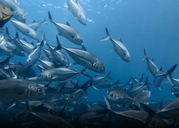 سالانه‌ به‌رهه‌مێ ماسییان ل هەرێما کوردستانێ پتره‌ ژ شه‌ش هزار ته‌نــان