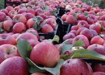 سێڤا به‌رواری 100% سروشتی یه