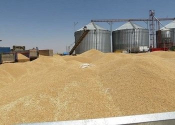 حكومه‌تا عیراقێ بۆ جووتیارێن هه‌رێما كوردستانێ: پشتى راده‌ستكرنا گه‌نمى ب 24 ده‌مژمێران دێ پاره‌ى وه‌رگرن