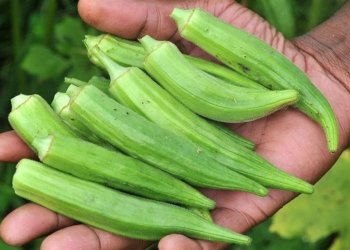 ل پارێزگه‌ها دهۆكێ کیلۆیه‌كا بامیان دناڤبه‌را 25 بۆ 30 هزار دیناران دایه‌