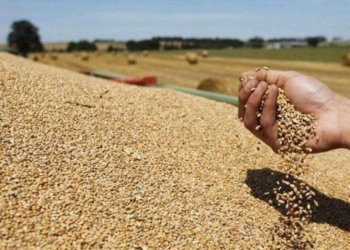 ئینانا گەنمی ل ده‌رگه‌هێن سنووری یێن عێراقێ و هەرێما کوردستانێ هاته‌ قه‌ده‌غه‌ كرن