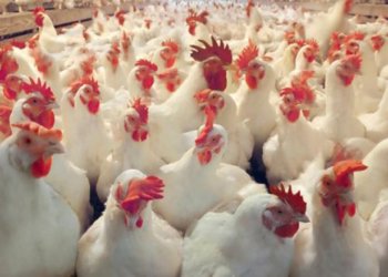 وه‌زاره‌تا چاندنێ : پشتى جه‌ژنا ره‌مه‌زانێ بهایێ مریشكان دێ داكه‌ڤیت