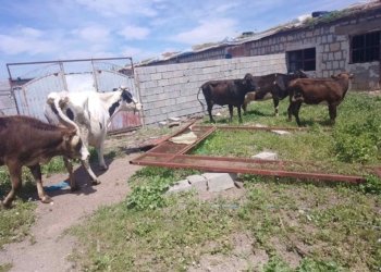 ب وێنە: باژێرڤانییێ دەست ب سەر هژمارەكا “چێل”ـاندا گرت