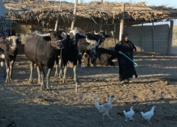 ژ ده‌ستپێكا ئه‌ڤساله‌ و هه‌تا نوكه‌ حه‌فت حاله‌تێن گیان ژ ده‌ستدانێ ب تایا خوینبه‌ربوونێ هاتینه‌ تۆماركرن