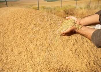 500 هزار ته‌نێن گه‌نمێ جۆتیارێن هه‌رێما كوردستانێ دێ هێنه‌ وه‌رگرتن