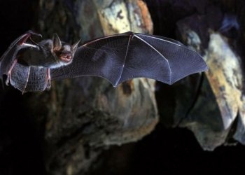 زانایان نهێنییه‌كا ته‌مه‌ن درێژیێ د چه‌كچه‌لیكێ دا ئاشكرا كر