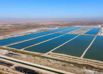 300 گۆلێن ئاڤێ یێن ماسییان ل عیراقێ هاتنه‌ هشككرن