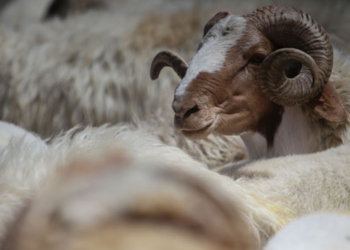 چه‌ند بڕيار بۆ خوه‌پاراستن ژ نه‌خۆشيا تايا خوين به‌ربوونێ هاتنه‌ ده‌ركرن