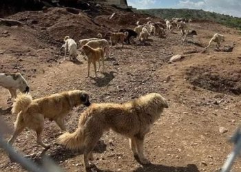 پرۆژەیێ حەواندنا سەیێن بەرەلا 48% هاتیە بجهئینان