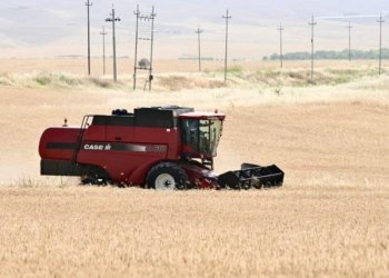 رێژا وەرگرتنا گەنمێ جۆتیارێن هه‌رێمێ دێ ھێتە زێدە کرن