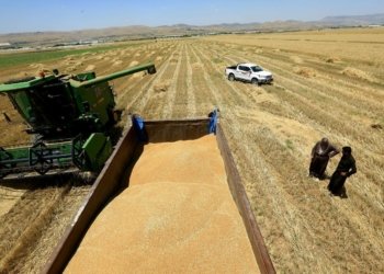 بهایێ گەنمێ ئەڤسالە هاتە دیاركرن