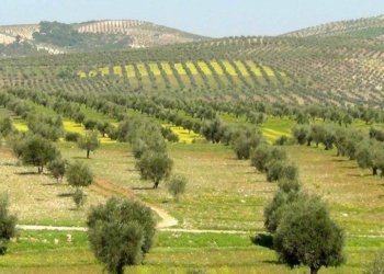 سوبه‌ مه‌زنترین پڕۆژێ چاندنێ دێ راده‌ستی زانكۆیه‌كێ هێته‌ كرن