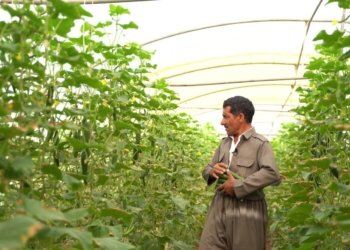 ل ئاکرێ باشترین خیار دهێنە بەرهەمئینان