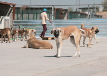 باشترین ڕێك بۆ چاره‌سه‌ركرنا ئاریشەیا زۆربوونا سەیێن به‌ره‌لا خەساندنە