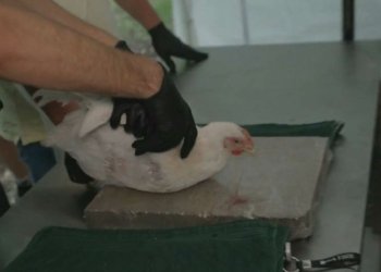 خوارنگه‌هه‌ك : سه‌رژێكرنا مریشكێ ژ ته‌، سووركرنا وێ ژ مه‌