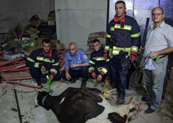 گایەک هار دبیت و وەلاتیەکی بریندار دکەت