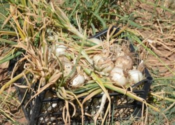 ئه‌ڤساله‌ بهایێ بیڤازا خۆمالی ب 350 دینارایه‌