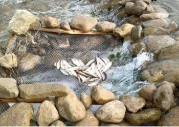 178 سەرپێچكارێن ڕاڤا ماسیا هاتینە دەستەسەركرن
