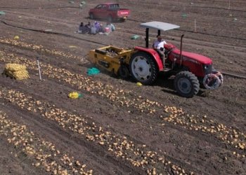 داهاتێ ئه‌ڤ ساله‌ یێ پتاتێن جۆتیارێن هه‌رێما كوردستانێ گه‌هشته‌ 500 ملیۆن دۆلاران