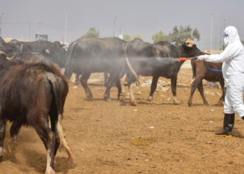 ساخله‌مییا عێراقێ: رێژا مرنێ ب تایا خوینبەربوونێ 14% ێ یه‌
