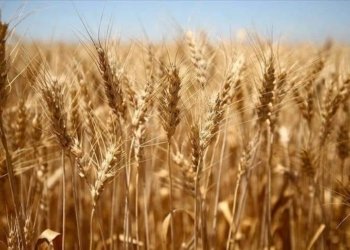 زۆزان کۆچەر: بۆ وەرگرتنا گەنمێ جۆتیاران بەغدا یا پێگیر نەبوو