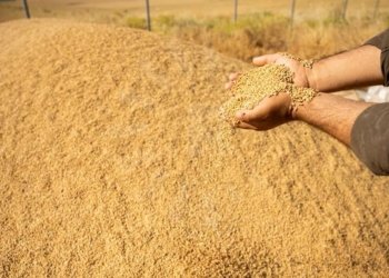 بەرپرسەکا وەزارەتا چاندنێ: بزاف دھێنە کرن گەنمێ جۆتیاران ل ناڤخۆ بھێتە وەرگرتن