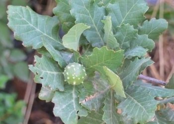 50 ته‌نێن مازییان بۆ دەرڤه‌یی هەرێما کوردستانێ هاتنه‌ هنارتن