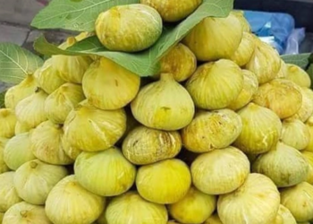 چاندنا ئاكرێ.. بۆ ئه‌ڤ ساله‌ پێشبینییا حه‌فت هه‌تا نه‌هـ هزار ته‌نێن هژیران دكه‌ین