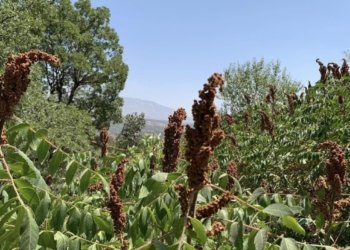 برنج، سماق و ته‌حینا ئاكرێ بۆ ئورۆپا دهێنه‌ هنارتن